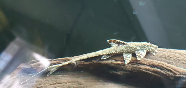 Whiptail Catfish.jpg