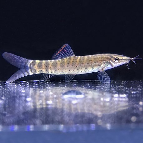 Red-Tail-Tiger-Loach.jpg