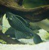 pleco.jpg