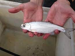 Mooneye (Fishes of the Upper Green River, KY) · iNaturalist