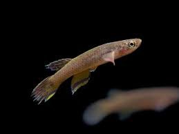 Banner Lyretail Killifish (Aphyosemion calliurum)