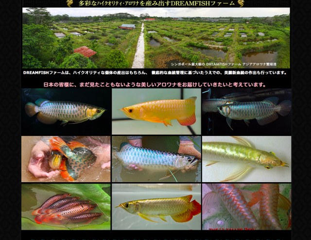 dreamfish arowana