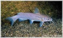 Ictalurus lupus, Headwater catfish : aquarium