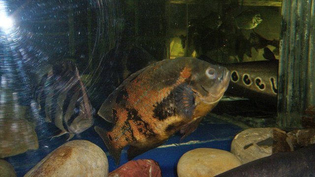 Cichlid oscar Oscar.JPG