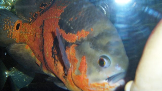 Cichlid oscar split lip.JPG