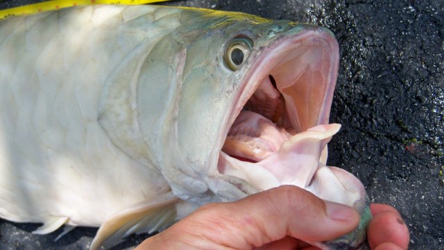 Arowana silver Alf 3.JPG