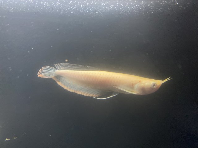 banana arowana