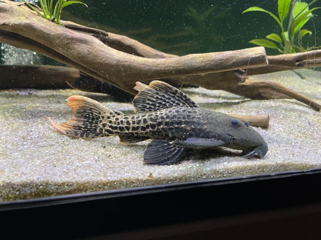 For Sale - L273 pleco | MonsterFishKeepers.com