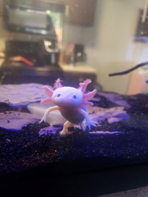 Axolotl Babies Monsterfishkeepers Com