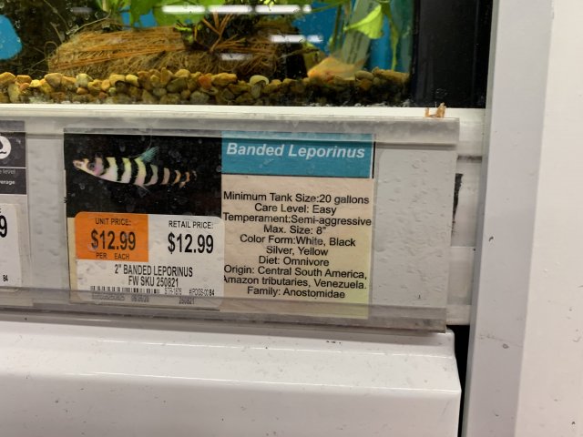 Pleco fish outlet petco