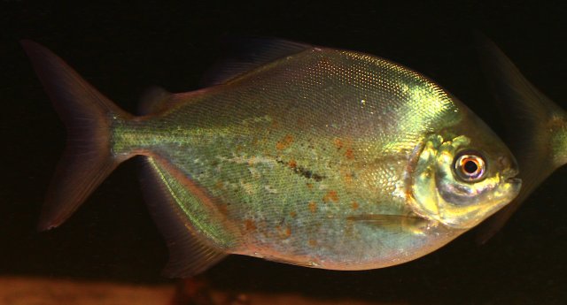 utiaritichthys.jpg