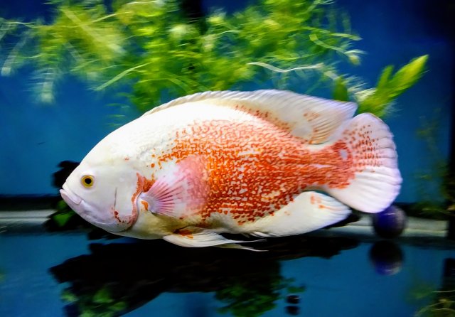 Copper Oscars? | MonsterFishKeepers.com