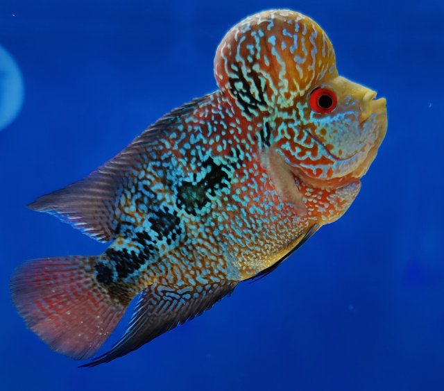 For Sale - ZZ Flowerhorn | MonsterFishKeepers.com