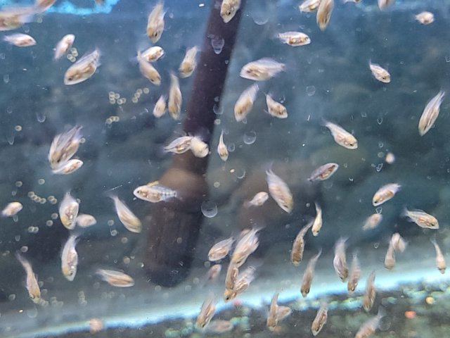 For Sale - Vieja Bifasciatus rio chacamax fry | MonsterFishKeepers.com