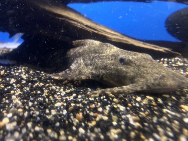 Goonch catfish (Bagarius yarrelli)