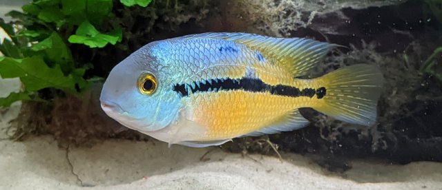 macaw cichlid