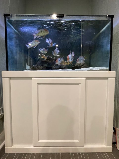 39 gallon cheap fish tank