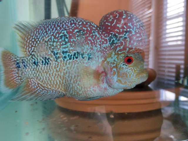 f1 kamfa flowerhorn