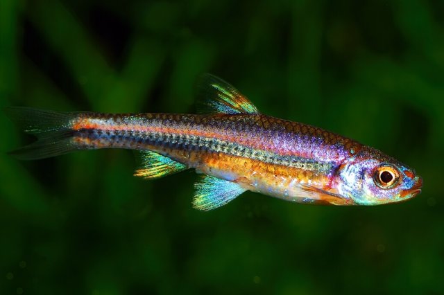 1037-rainbow-shiner.jpg