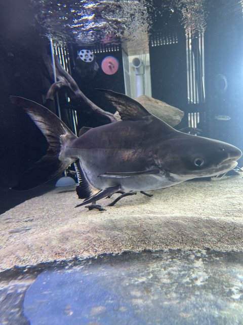 For Sale - Sb Paroon shark | MonsterFishKeepers.com