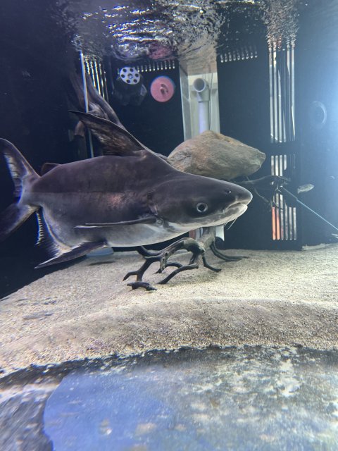 For Sale - Sb Paroon shark | MonsterFishKeepers.com