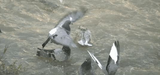 680E41B1-F78E-4450-BB86-4860B41C3FE2.gif