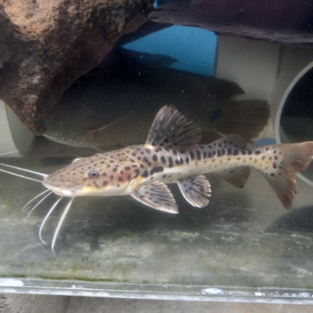 For Sale - Catfish sale | MonsterFishKeepers.com