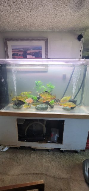 For Sale - 220g Peacock Bass Tank | MonsterFishKeepers.com