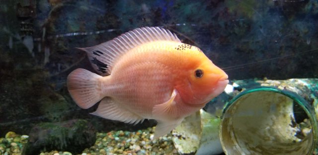 Amphilophus Citrinellus F2 lake Nicaragua orange midas ...