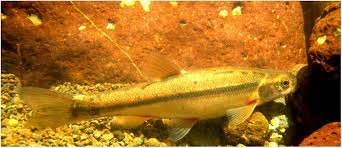 Population crash in Lesotho's endemic Maloti minnow Pseudobarbus  quathlambae following invasion by translocated smallmouth yellowfish  Labeobarbus aeneus - Shelton - 2017 - Aquatic Conservation: Marine and  Freshwater Ecosystems - Wiley Online Library