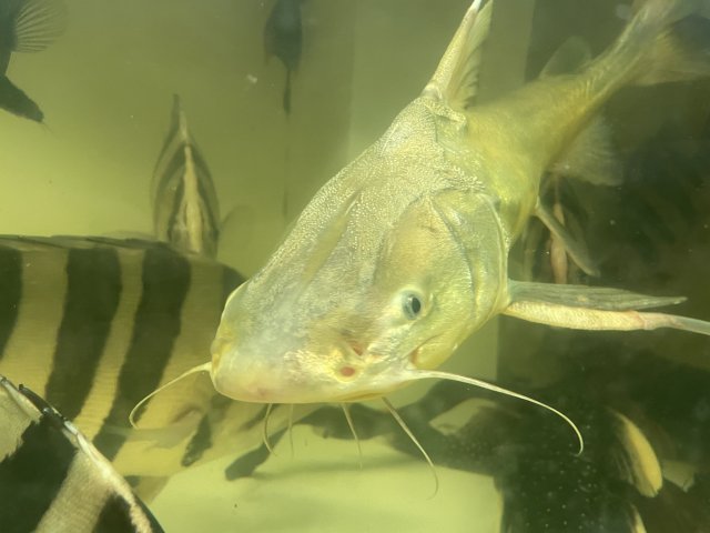 A rare fish in the aquarium - the warrior catfish
