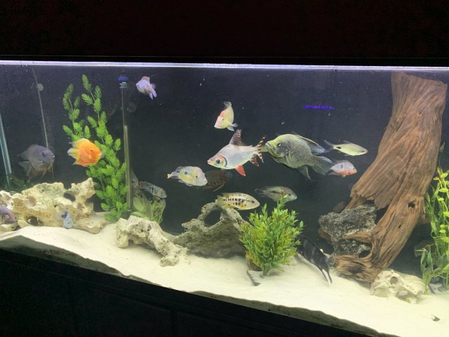 150 gallon aquarium for clearance sale