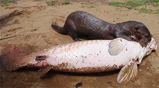 giant-otter-nabs-arapaima.jpg