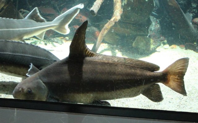 IMG_5383_chinese_high_fin_banded_shark-1024x637.jpg