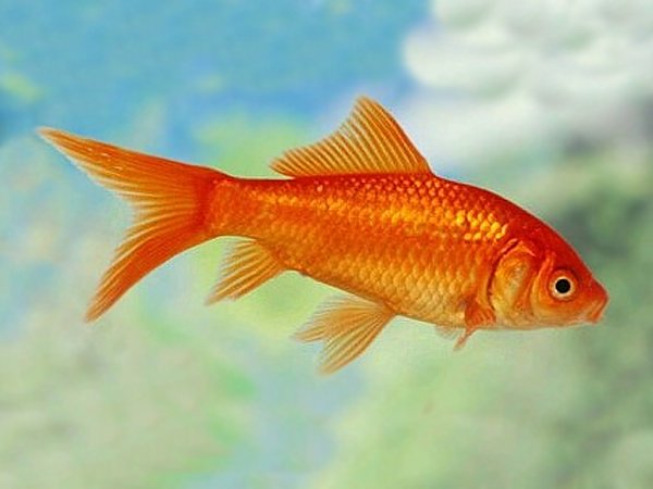 Red-Comet-Goldfish-Carassius-auratus.jpg