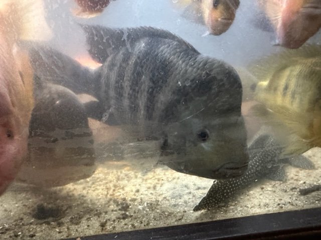 For Sale - Amphilophus Saggitae | MonsterFishKeepers.com