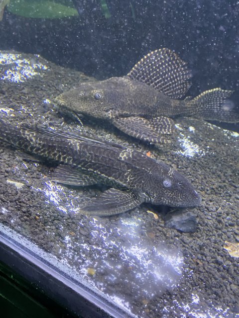 For Sale - Large plecos | MonsterFishKeepers.com