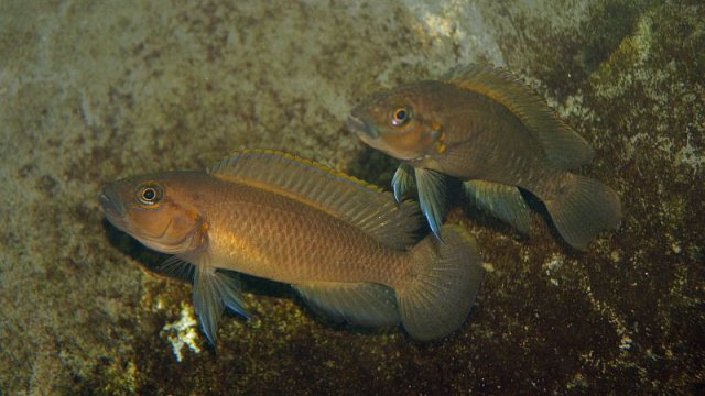 telmatochromis_dhonti_2_800x449_104540.jpg