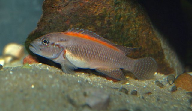 Telmatochromis_lufubu03_104218.jpg