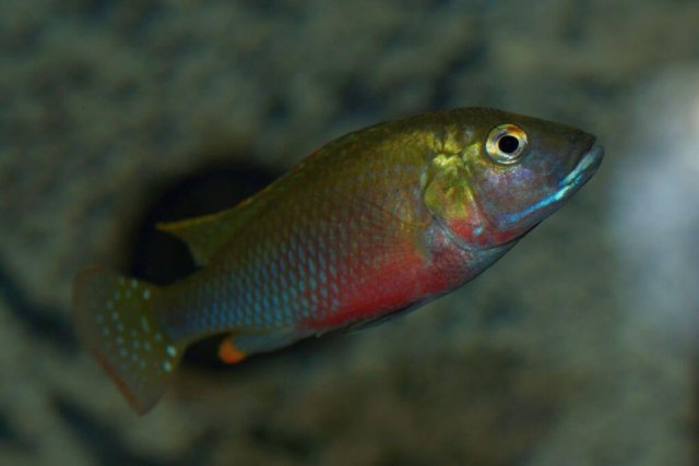 Lufubuchromis_relictus_001.jpg