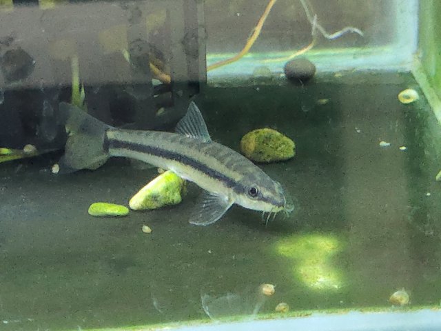 New Loach 2.jpg