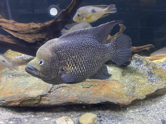 For Sale - Paratilapia Polleni | MonsterFishKeepers.com