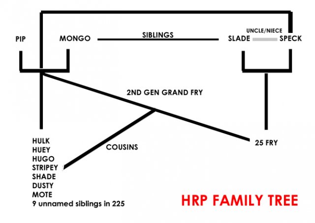 HRP TREE.jpg