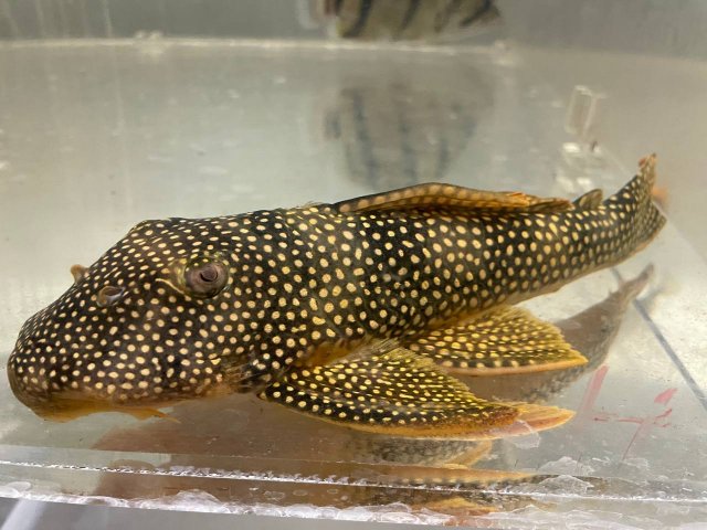 Pleco_1.jpg