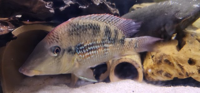 For Sale - Geophagus Alto Sinu - male | MonsterFishKeepers.com