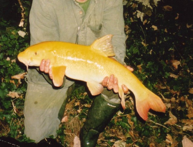 golden barbel.jpg