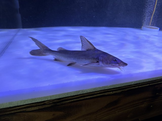 For Sale - Stormii | MonsterFishKeepers.com