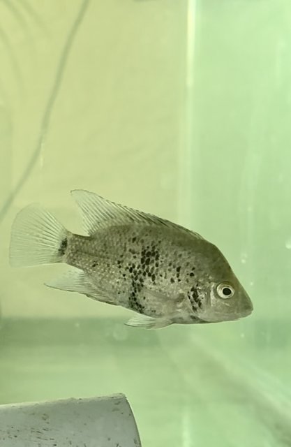 Nandopsis Ramsdeni | MonsterFishKeepers.com