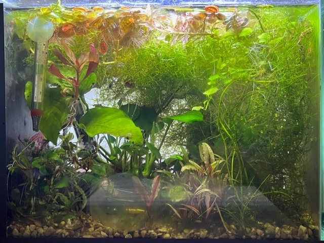 MyPlantedShrimpFishNanoTank.JPG