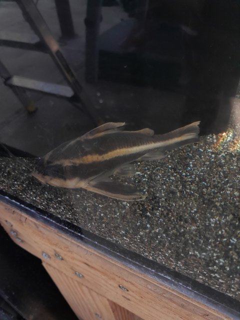 For Sale - 2 Raphael Catfish 5-6" | MonsterFishKeepers.com